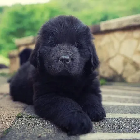 Il Rovo Di 福利尼奥