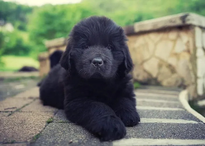 Il Rovo Di Фолиньо